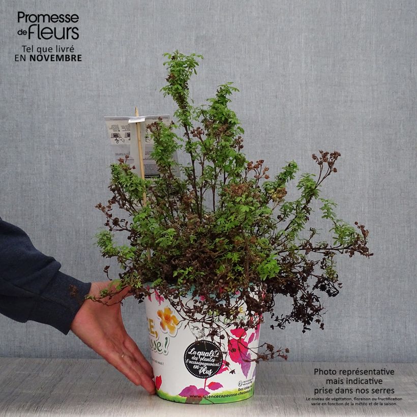 Ejemplar de Potentilla fruticosa Red'issima Maceta 4L/5L entregado en otoño
