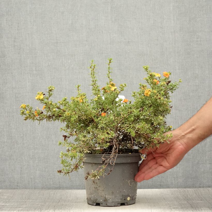 Ejemplar de Potentilla fruticosa Red joker Maceta 3L/4L entregado en verano