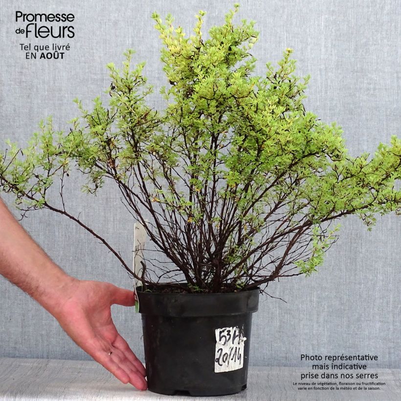 Ejemplar de Potentilla fruticosa Red Lady Maceta 2L/3L entregado en verano