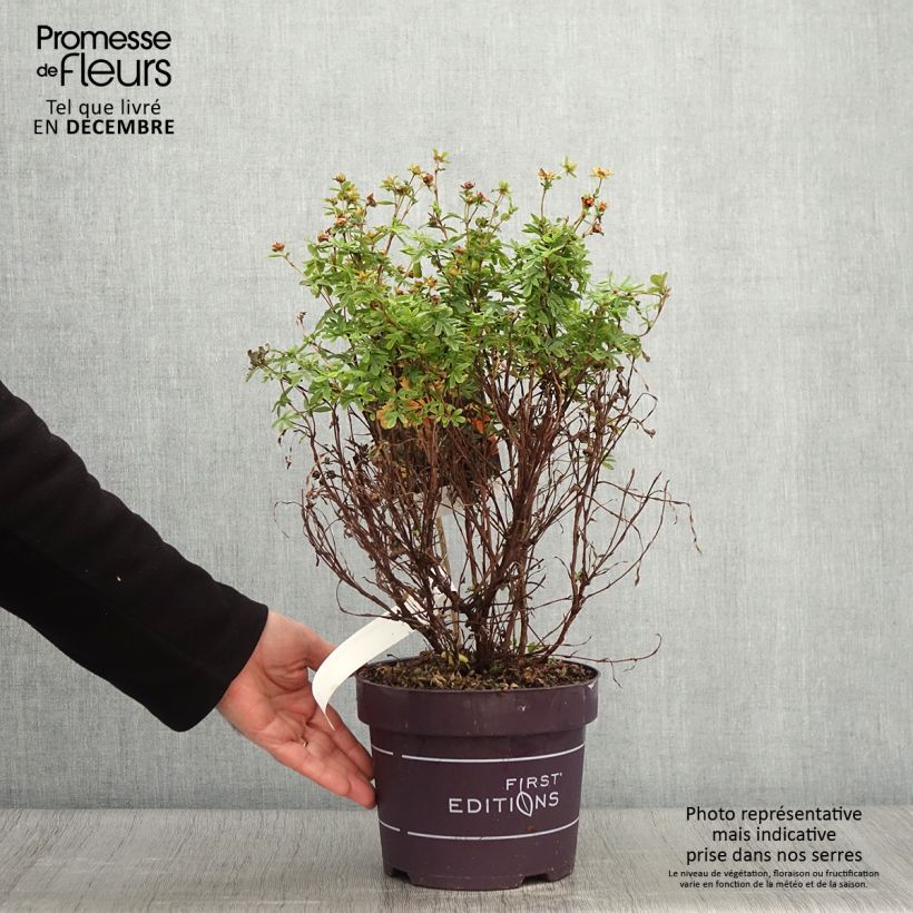 Ejemplar de Potentilla fruticosa Mandarin Tango Maceta 2L/3L entregado en otoño