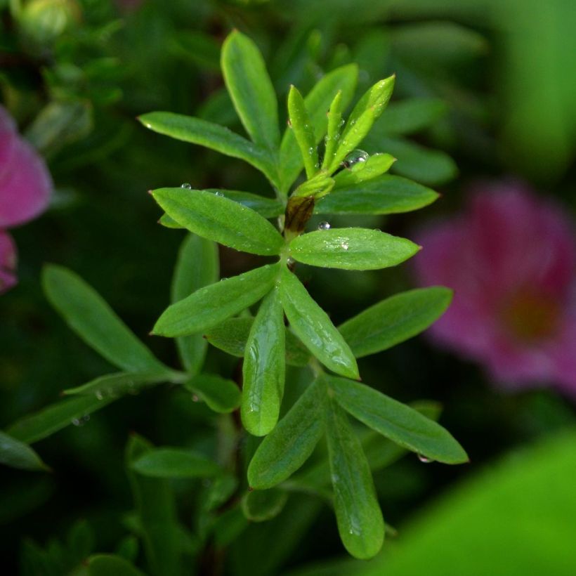 Potentilla fruticosa Pink Paradise (Follaje)