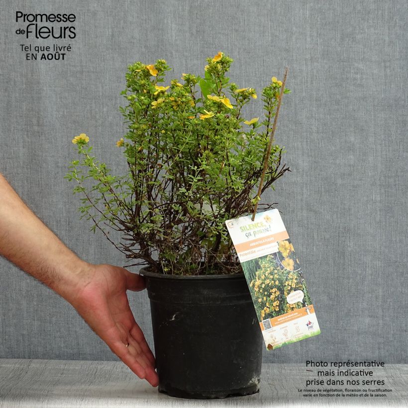 Ejemplar de Potentilla fruticosa Solar'issima Maceta 4L/5L entregado en verano