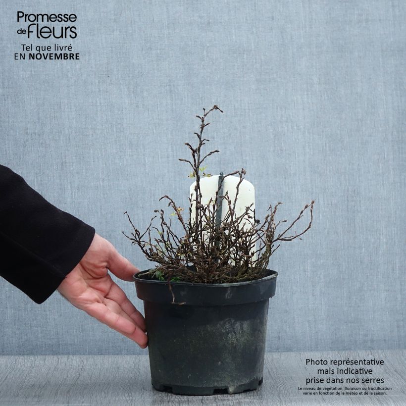 Ejemplar de Potentilla fruticosa Tilford Cream Maceta 2L/3L entregado en otoño