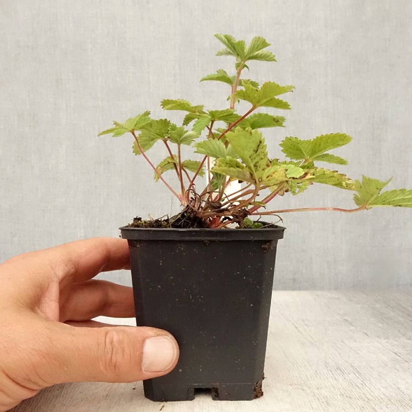 Ejemplar de Potentille vivace - Potentilla Gibson s Scarlet Godet de 8/9 cm entregado en verano
