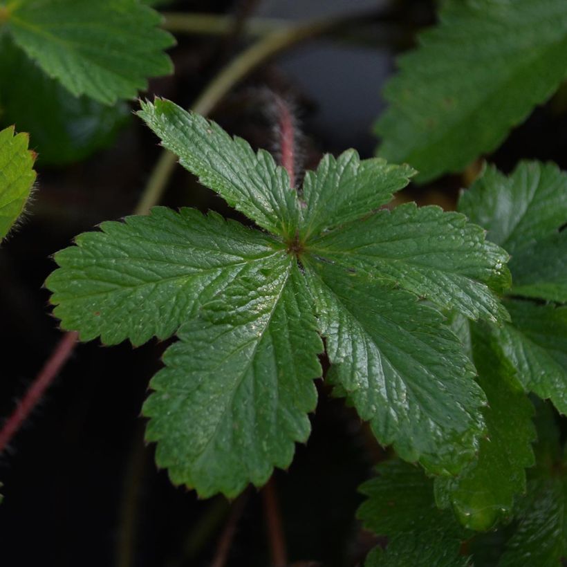 Potentilla hopwoodiana (Follaje)