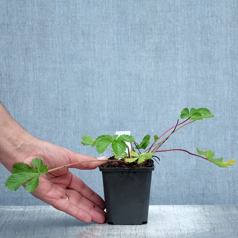 Ejemplar de Potentilla hopwoodiana Maceta de 8/9 cm entregado en verano