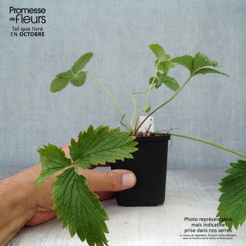 Ejemplar de Potentilla William Rollisson Maceta de 8/9 cm entregado en otoño