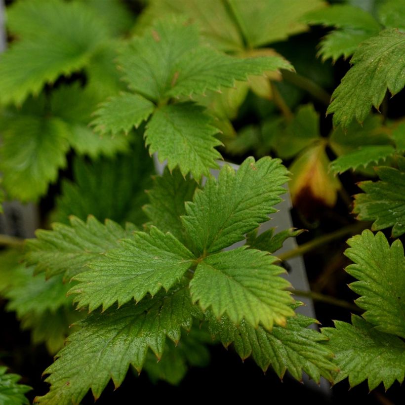 Potentilla Yellow Queen (Follaje)