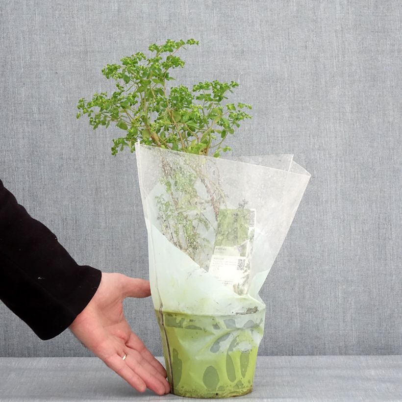 Verdolaga común (plantas) Maceta 1,5L/2L Ejemplar entregado en invierno