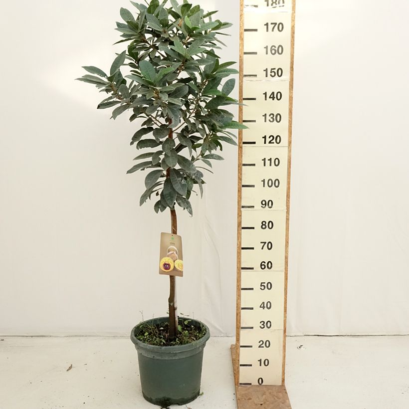 Ejemplar de Lúcumo - Pouteria obovata Maceta 20L/25L entregado en otoño