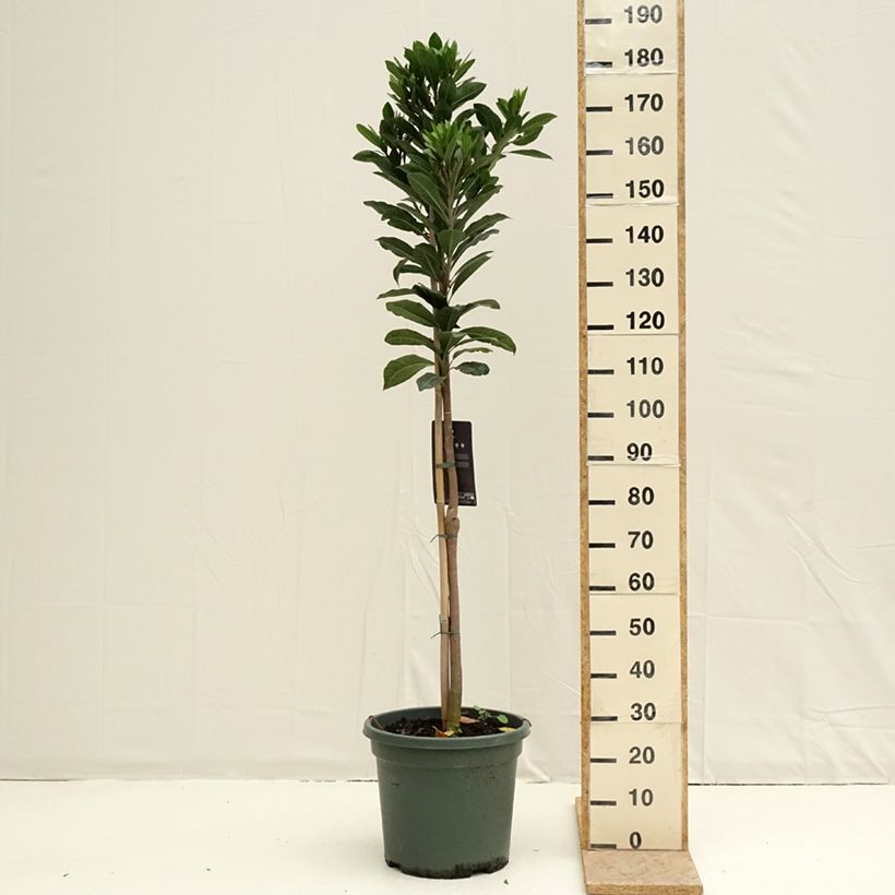 Lúcumo - Pouteria obovata Maceta 20L/25L Ejemplar entregado en la primavera