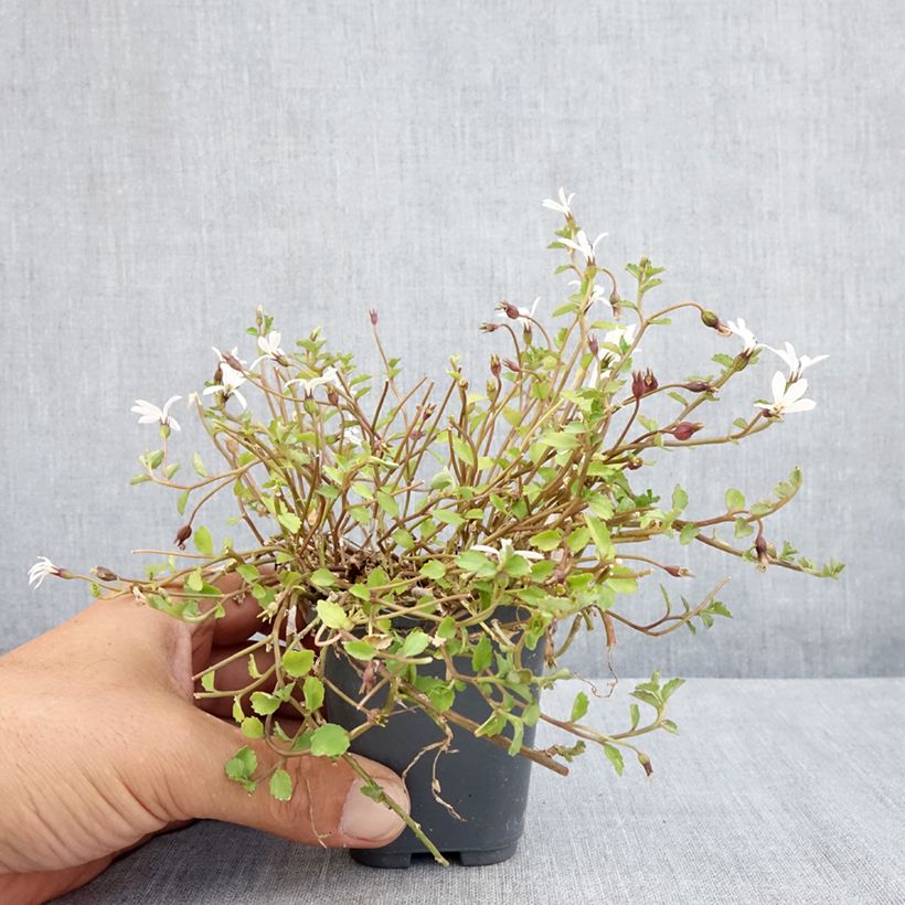 Ejemplar de Pratia pedunculata Alba Maceta de 8/9 cm entregado en verano