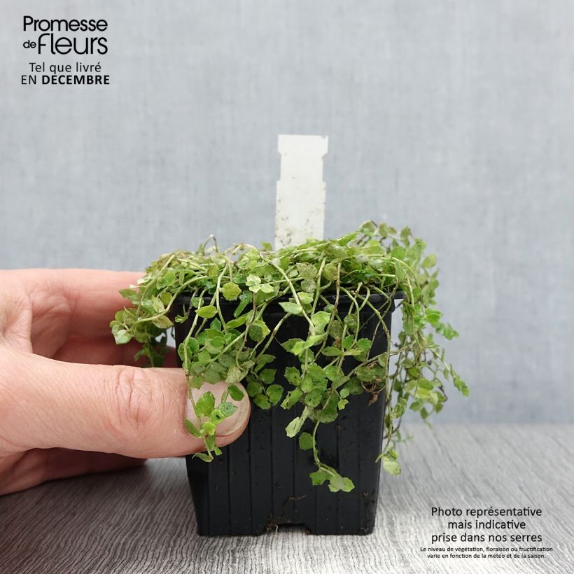 Pratia pedunculata Alba Maceta de 8/9 cm Ejemplar entregado en invierno