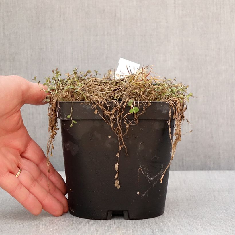 Pratia pedunculata County Park Maceta 2L/3L Ejemplar entregado en invierno