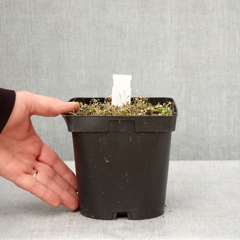 Pratia pedunculata County Park Maceta 2L/3L Ejemplar entregado en la primavera