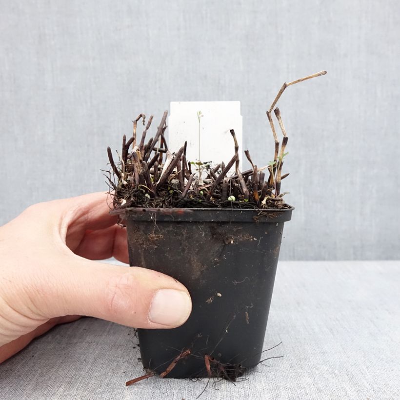 Equisetum fluviatile - Cola de caballo de río Maceta de 8/9 cm Ejemplar entregado en la primavera