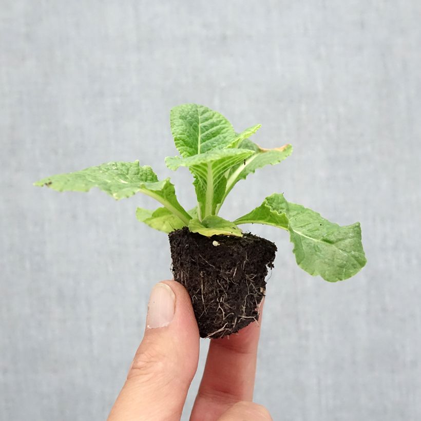 Ejemplar de Primula vulgaris Rubens Mix Bandeja de semillero: cepellón 3,8 cm x 3,2 cm en bandeja de cultivo por 16 entregado en otoño