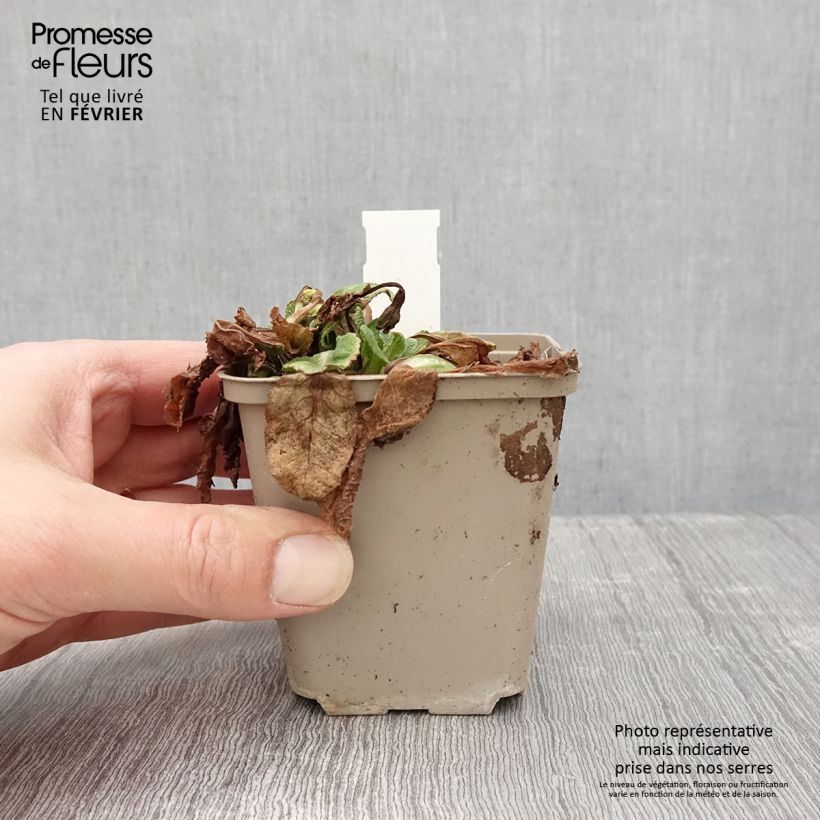 Primula Elizabeth Killelay Maceta de 8/9 cm Ejemplar entregado en invierno