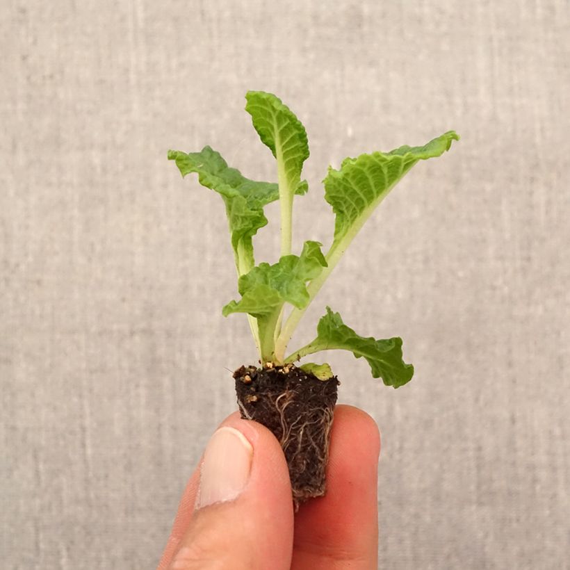 Ejemplar de Prímula Frilly White minicepellón: Ø 1,5/2,5 cm entregado en otoño