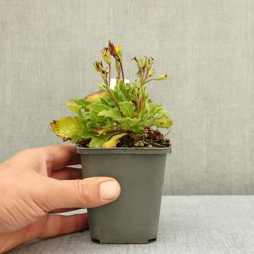 Ejemplar de Primula polyanthus Oak Leaf Yellow Picotee Maceta de 8/9 cm entregado en verano