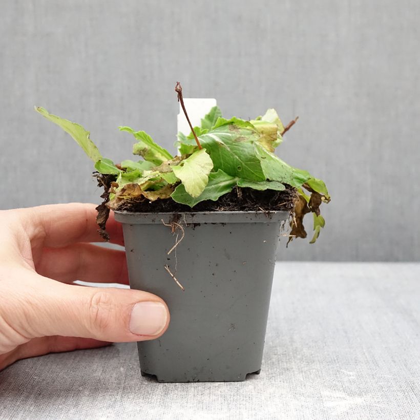 Primula polyanthus Oak Leaf Yellow Picotee Maceta de 8/9 cm Ejemplar entregado en invierno