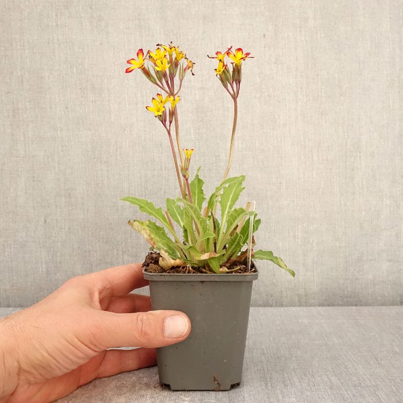 Primula polyanthus Oak Leaf Yellow Picotee Maceta de 8/9 cm Ejemplar entregado en la primavera