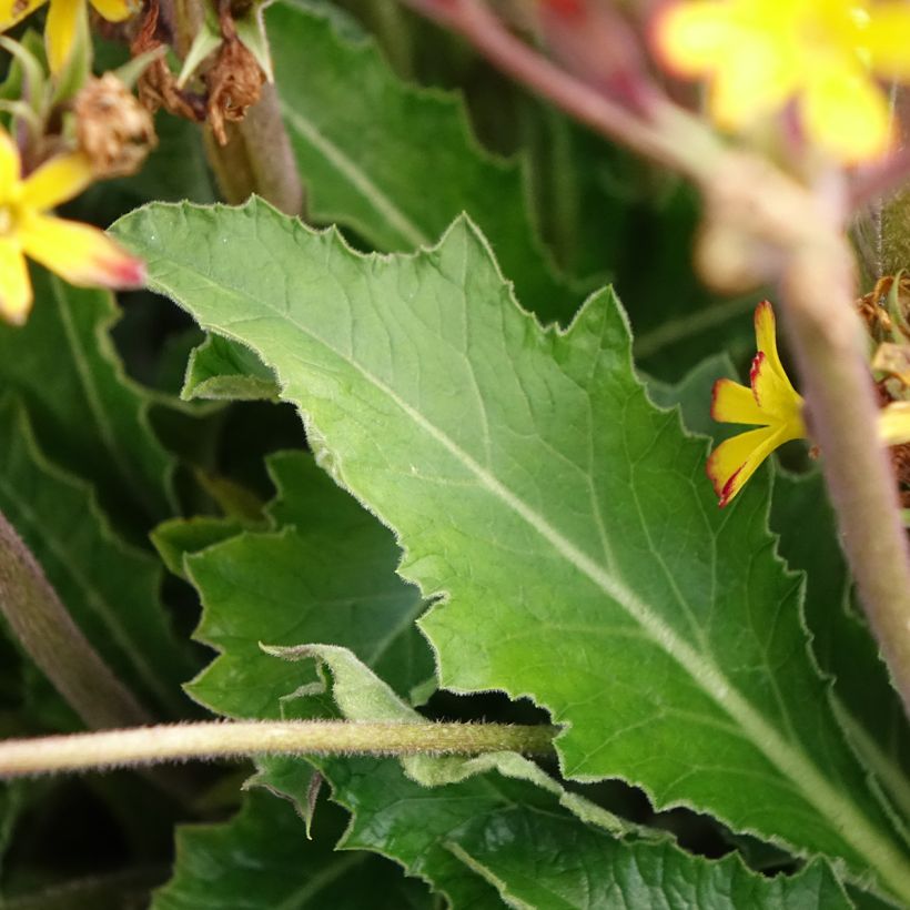 Primula polyanthus Oak Leaf Yellow Picotee (Follaje)