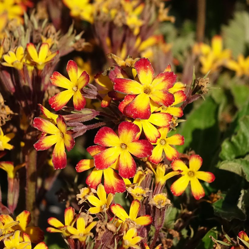 Primula polyanthus Oak Leaf Yellow Picotee (Floración)