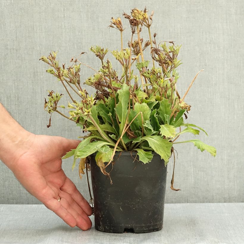 Ejemplar de Primevère hybride Oak Leaf Yellow Picotee Pot de 2L/3L entregado en verano