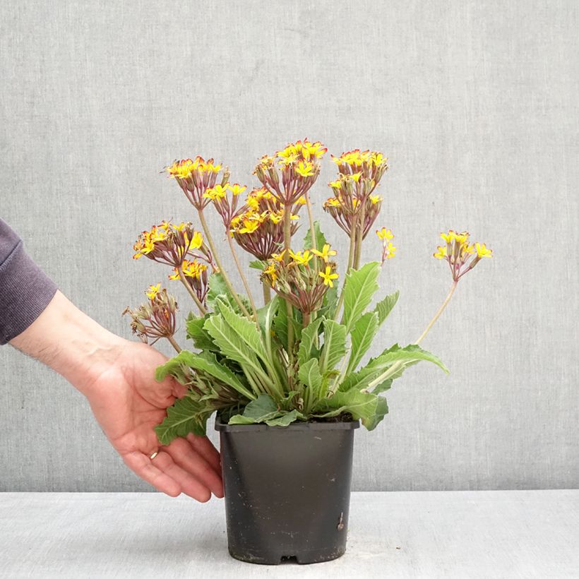 Primula polyanthus Oak Leaf Yellow Picotee Maceta 2L/3L Ejemplar entregado en la primavera