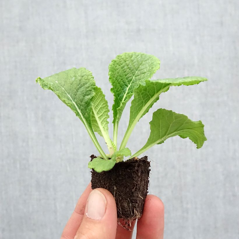 Ejemplar de Primula vulgaris Provence Mix Bandeja de semillero: cepellón 3,8 cm x 3,2 cm en bandeja de cultivo por 16 entregado en otoño