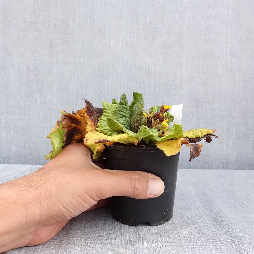 Ejemplar de Primula eliator Veristar Yellow Gold Maceta de 8/9 cm entregado en verano