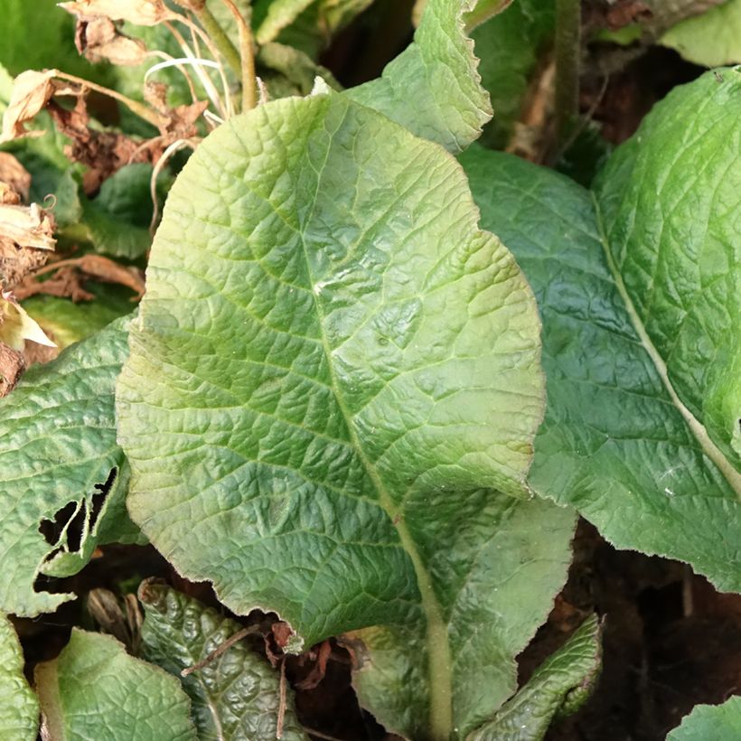 Primula eliator Veristar Yellow Gold (Follaje)