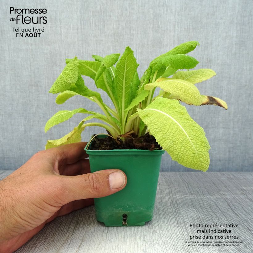 Ejemplar de Primula japonica Maceta de 8/9 cm entregado en verano