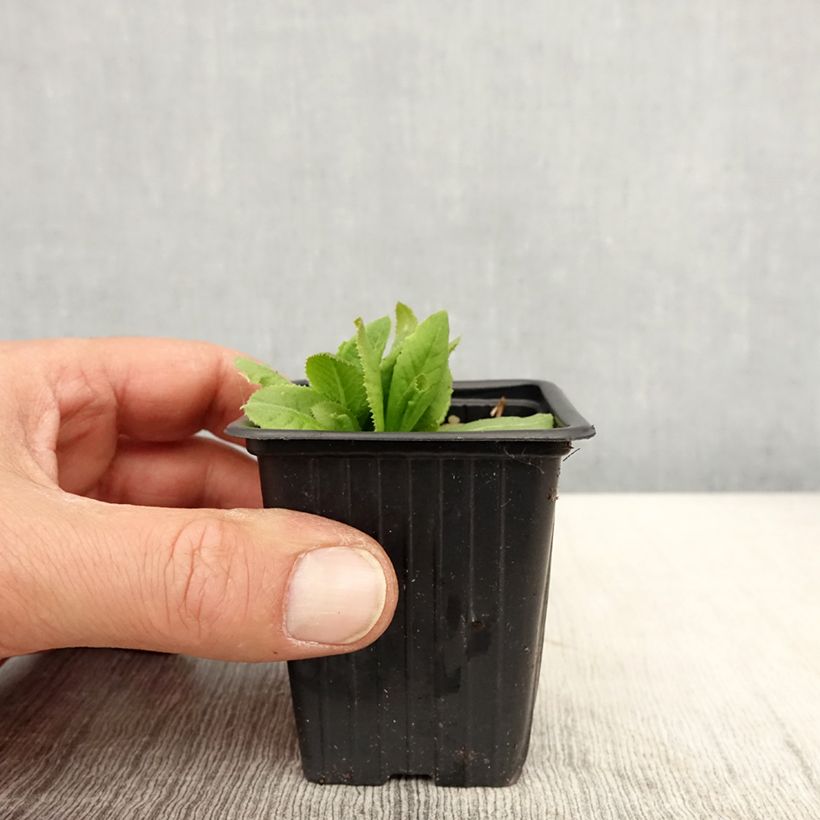 Primula denticulata Prom Lilac Maceta de 8/9 cm Ejemplar entregado en la primavera