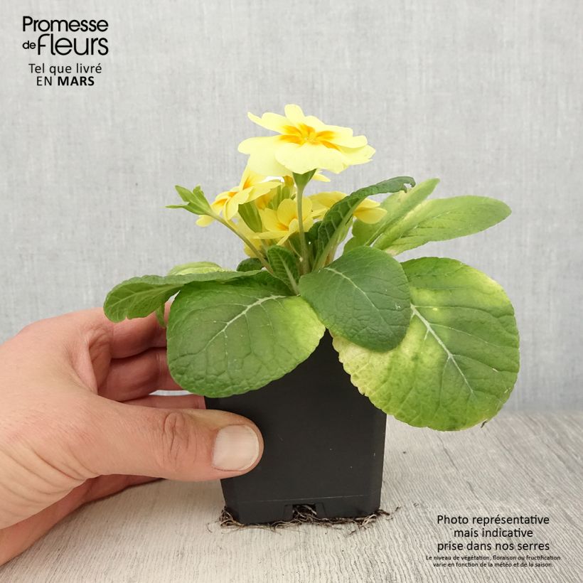 Primula vulgaris Rambo F1 Lemon Cream Maceta de 8/9 cm Ejemplar entregado en la primavera