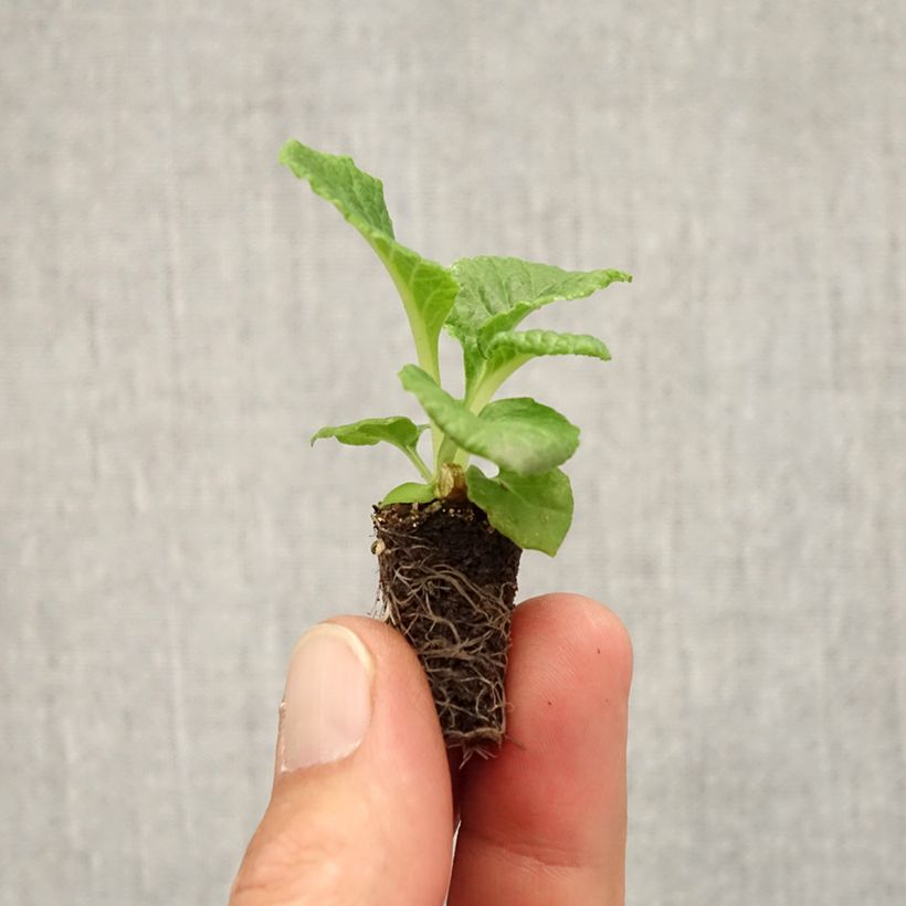Ejemplar de Primula vulgaris Rambo F1 Lemon Cream minicepellón: Ø 1,5/2,5 cm entregado en otoño