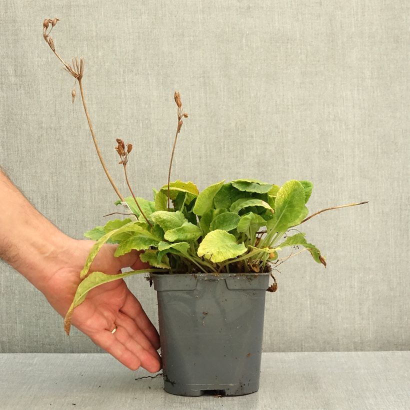 Ejemplar de Primula vulgaris Maceta 2L/3L entregado en verano