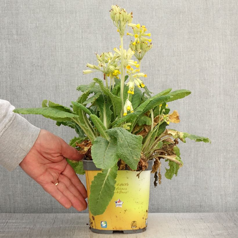 Primula vulgaris Maceta 2L/3L Ejemplar entregado en la primavera