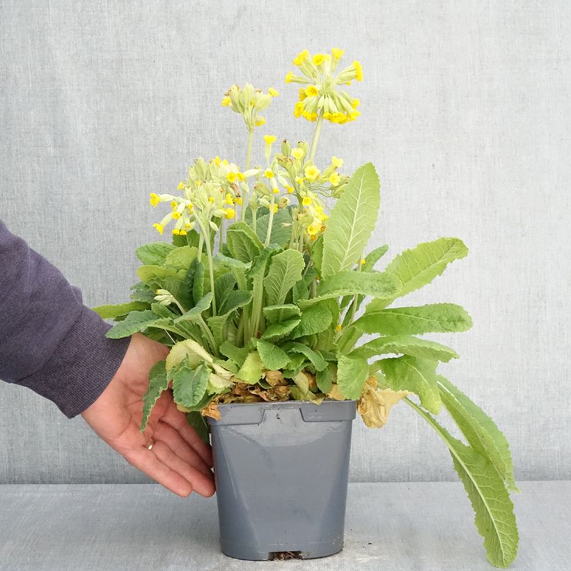 Primula vulgaris Maceta 2L/3L Ejemplar entregado en la primavera