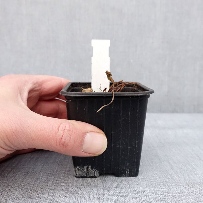 Primula florindae Maceta de 8/9 cm Ejemplar entregado en invierno