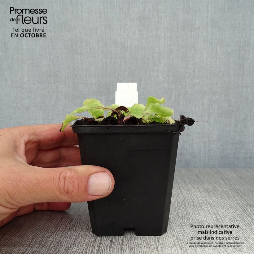 Ejemplar de Primula juliae Wanda Maceta de 8/9 cm entregado en otoño