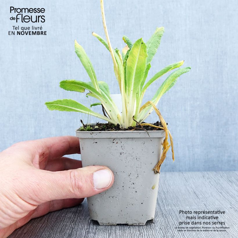 Ejemplar de Primula vialii Alison Holland Maceta de 8/9 cm entregado en otoño