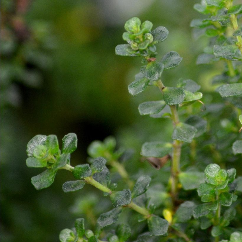 Prostanthera cuneata (Follaje)