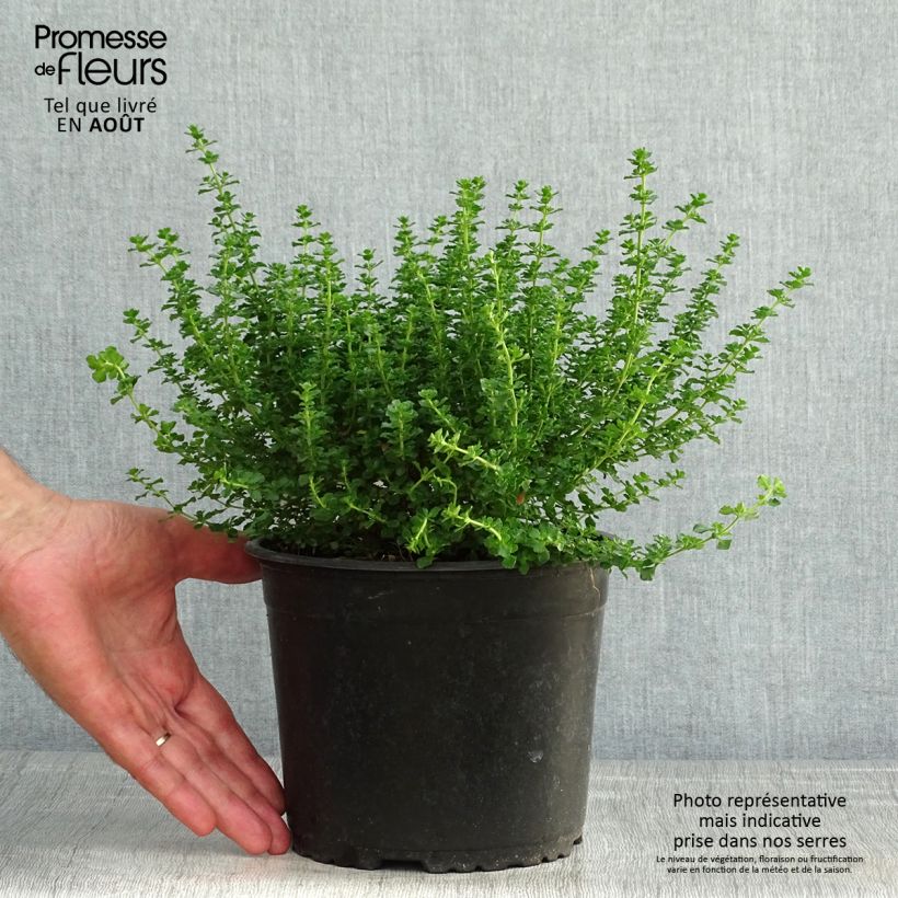 Ejemplar de Prostanthera cuneata Maceta 2L/3L entregado en verano