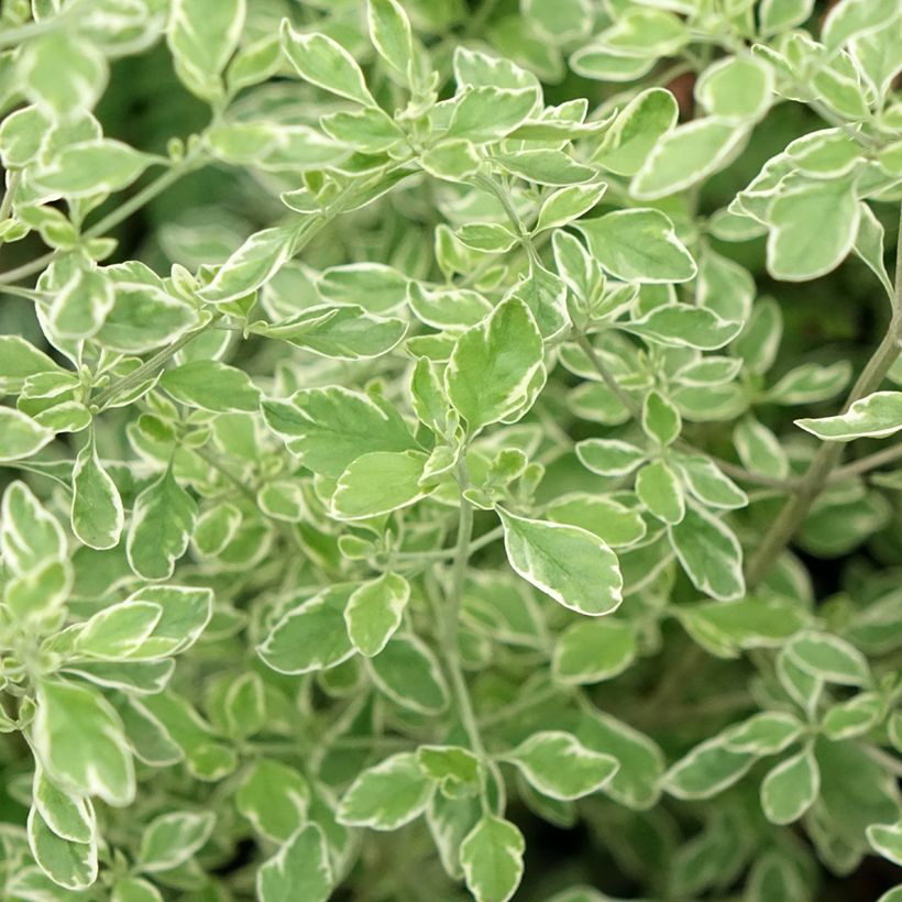 Prostanthera ovalifolia Variegata (Follaje)