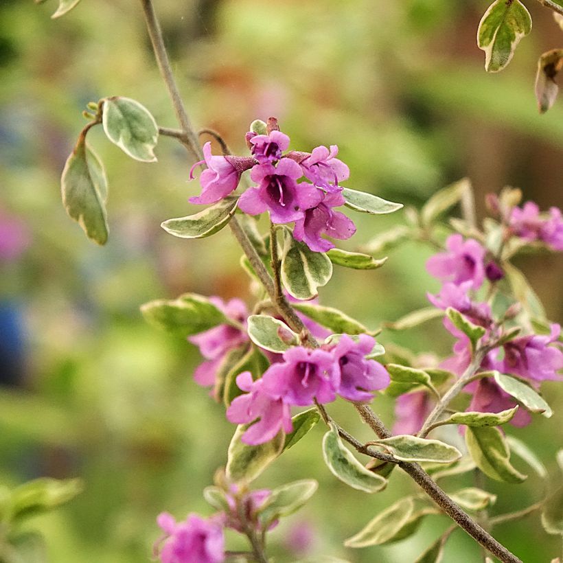 Prostanthera ovalifolia Variegata (Floración)