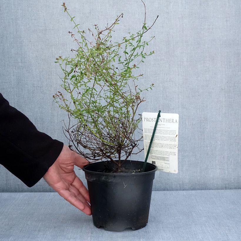 Prostanthera rotundifolia Rosetta Maceta 2L/3L Ejemplar entregado en la primavera