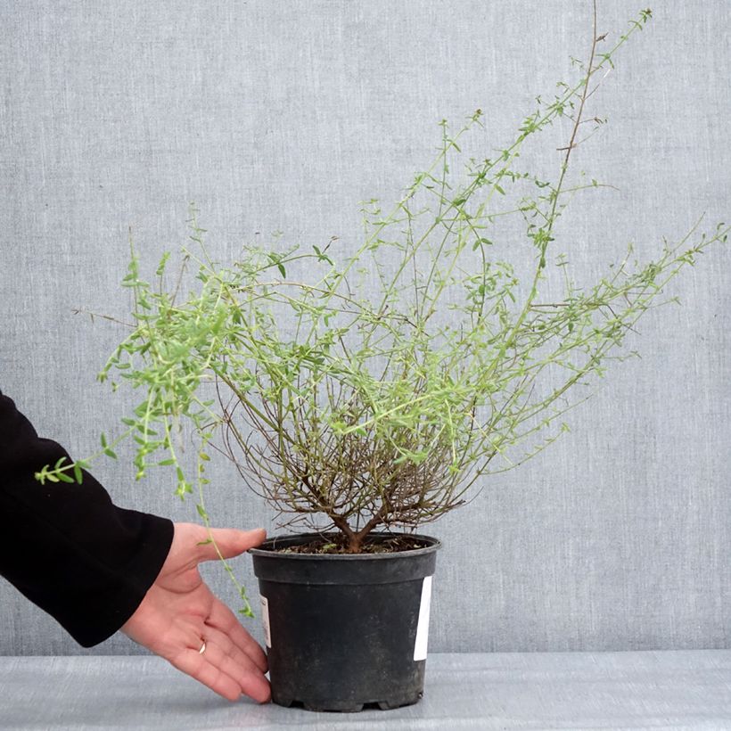 Prostanthera rotundifolia Rosetta Maceta 2L/3L Ejemplar entregado en invierno