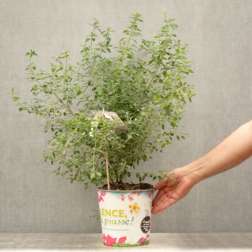 Ejemplar de Prostanthera rotundifolia Maceta 4L/5L entregado en verano